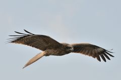 トンビがくるりと輪をかいた