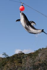 いるかのジャンプ