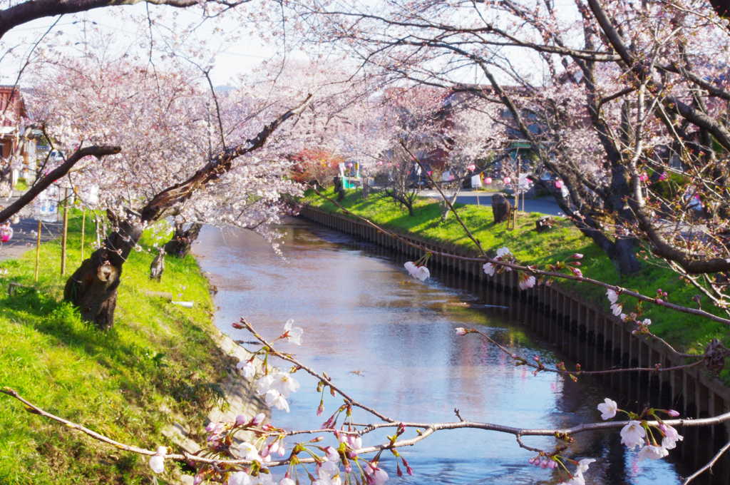 桜まつり