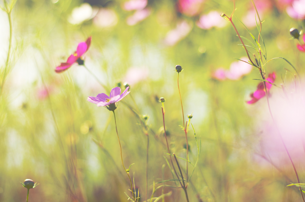 秋の桜