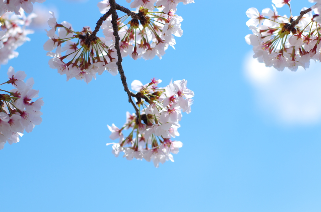 sakura