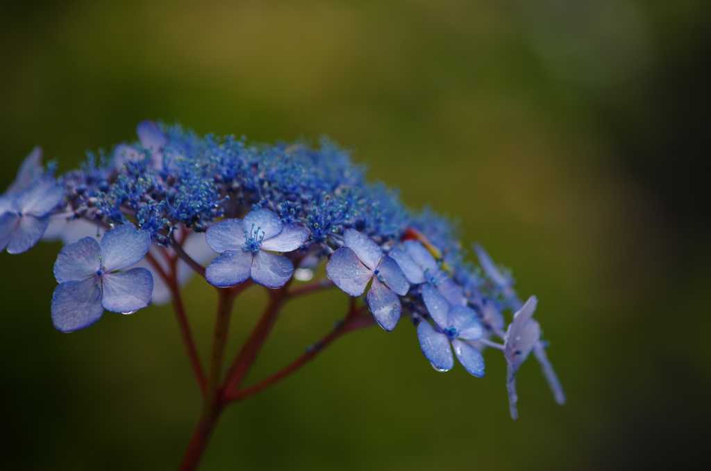 梅雨の華