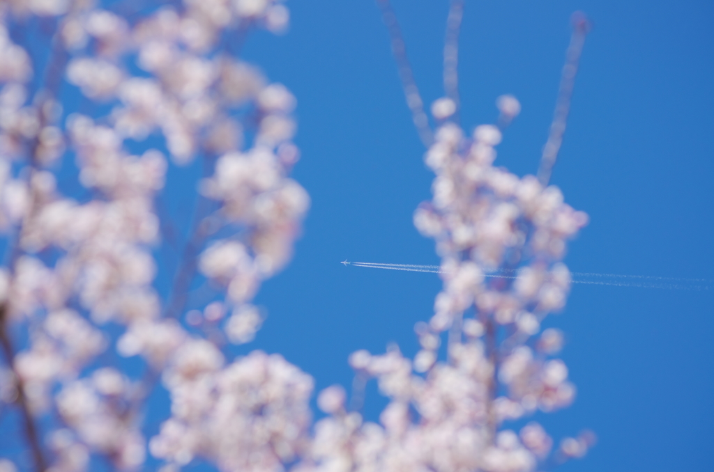 桜飛行