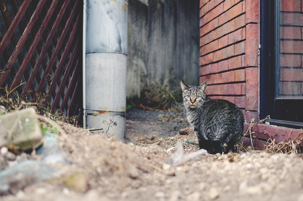 ねこ