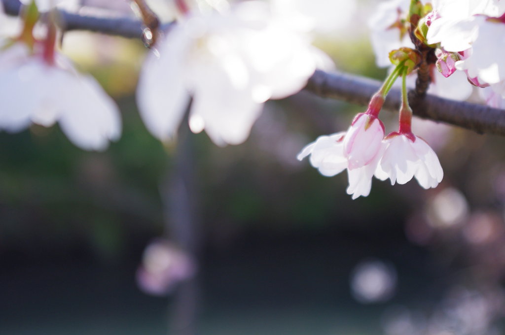 桜