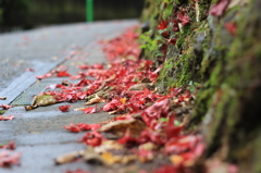 Autumn Leaves -red- #3