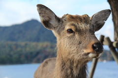 Deer at Miyajima #2