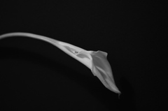 Inspired by Robert Mapplethorpe Calla3
