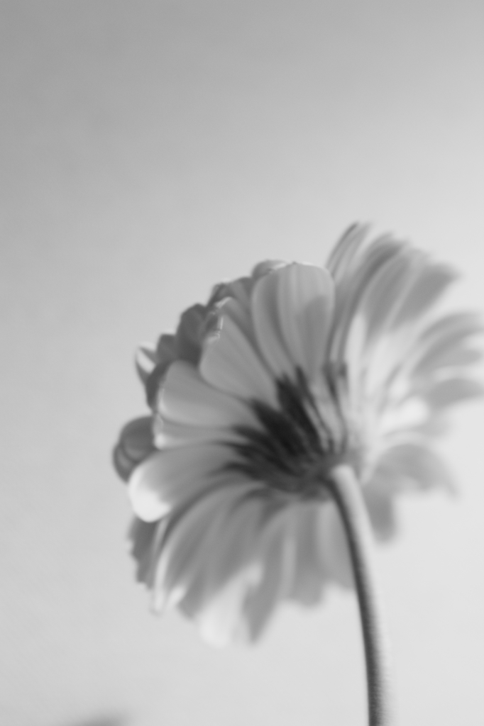 Gerbera #3