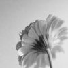 Gerbera #3