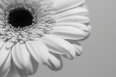 Gerbera #1
