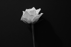 Inspired by Robert Mapplethorpe Rose