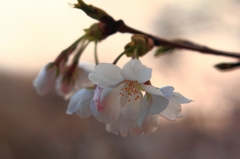 1年後の桜