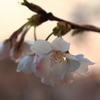 1年後の桜