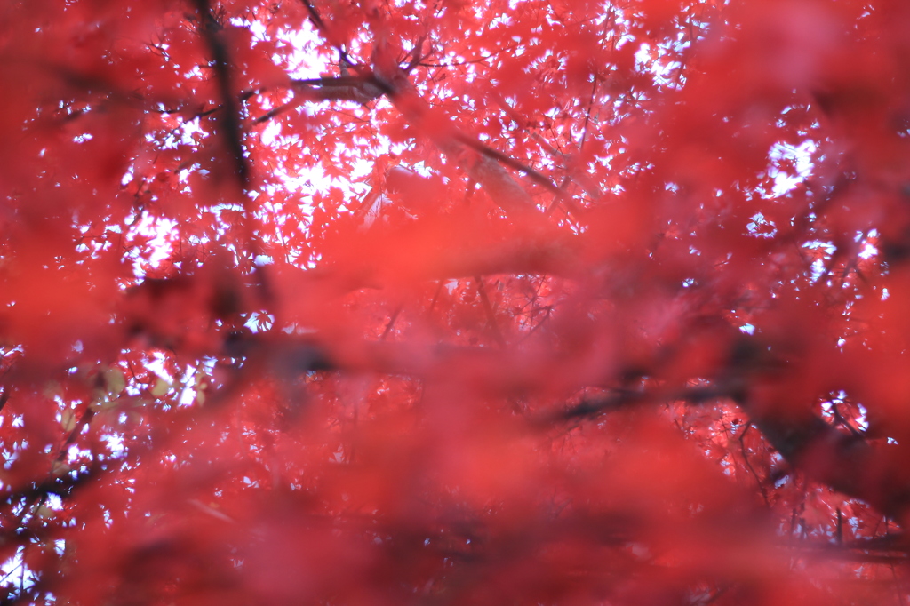 Autumn Leaves -red- #2