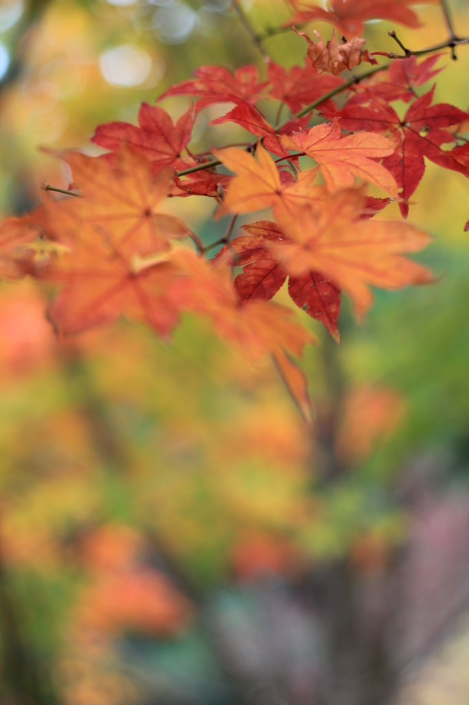 Autumn Leaves #2 -yellow-