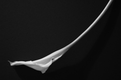Inspired by Robert Mapplethorpe Calla4