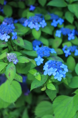 Kind Of Blue