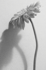 Gerbera #2