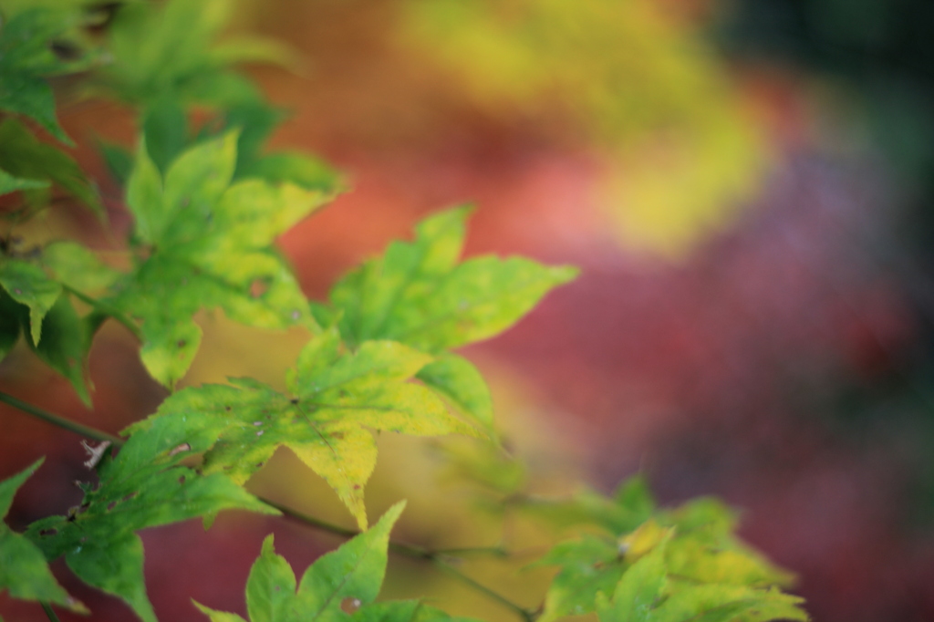 Autumn Leaves #1 -green-