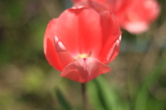 red heart