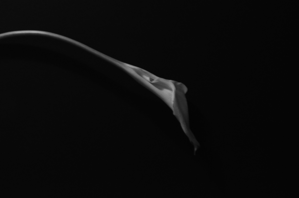 Inspired by Robert Mapplethorpe Calla