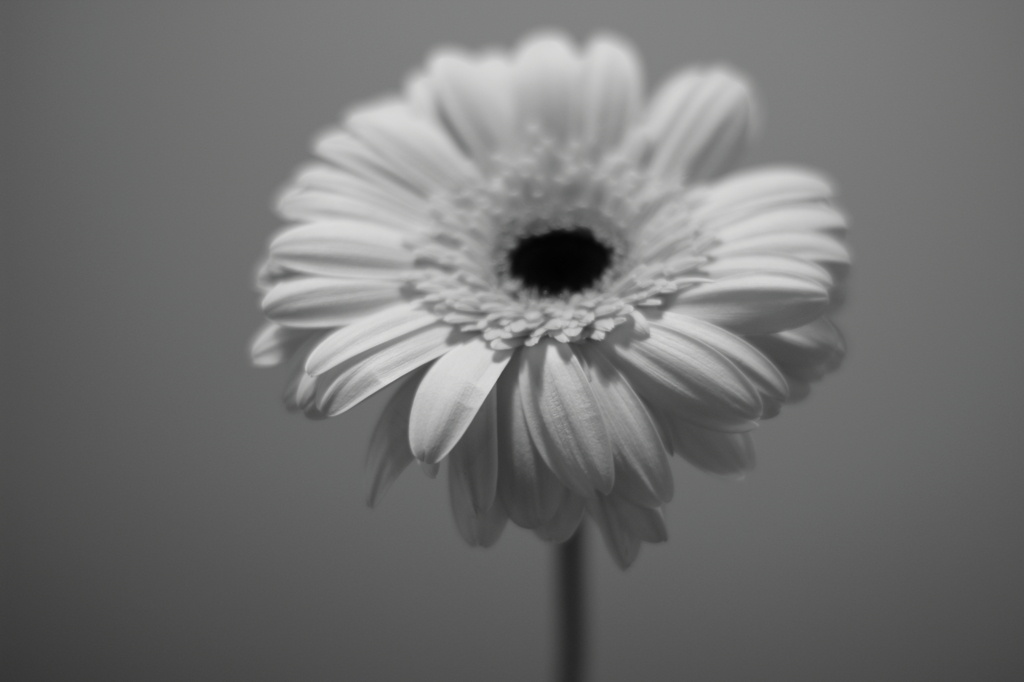 Gerbera #4
