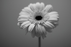 Gerbera #4