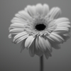 Gerbera #4