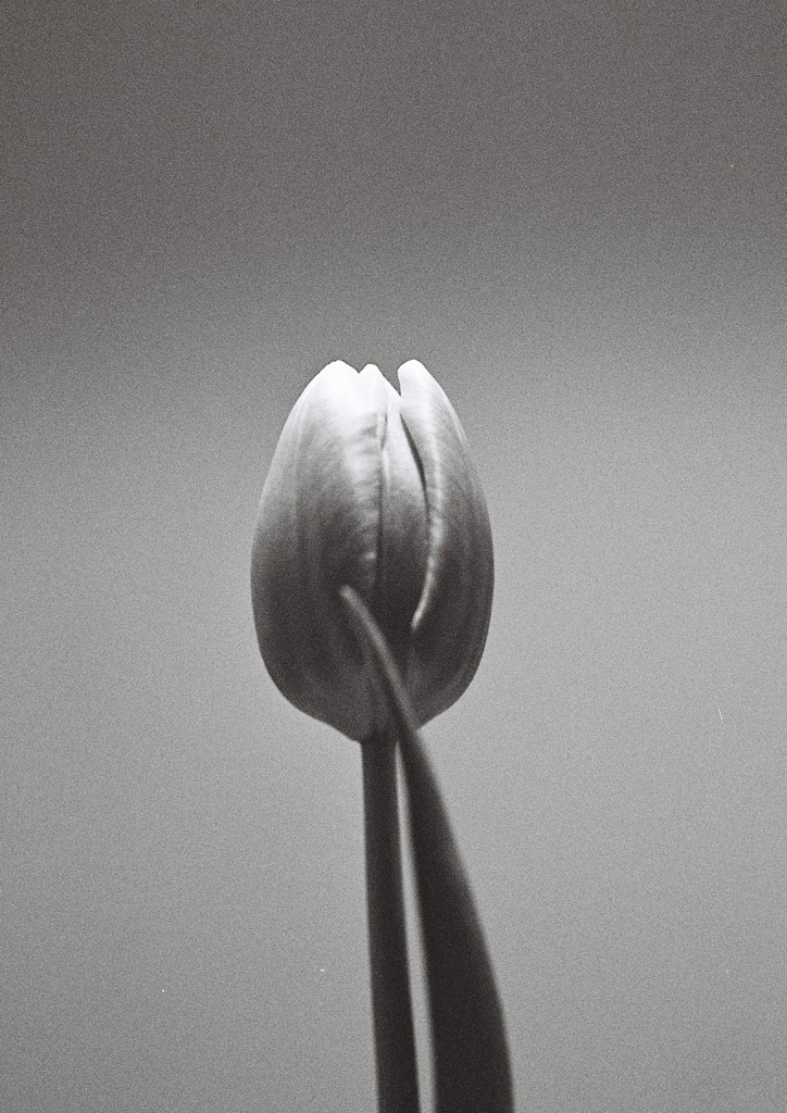 tulip -Inspired by Robert Mapplethorpe-