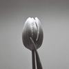 tulip -Inspired by Robert Mapplethorpe-