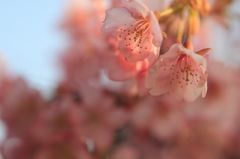 河津桜