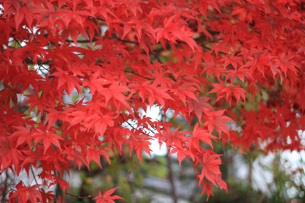 Autumn Leaves -red- #1