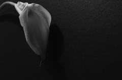 Inspired by Robert Mapplethorpe Calla2