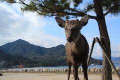 Deer at Miyajima #1