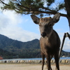 Deer at Miyajima #1