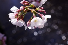 川沿いの桜