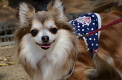 犬
