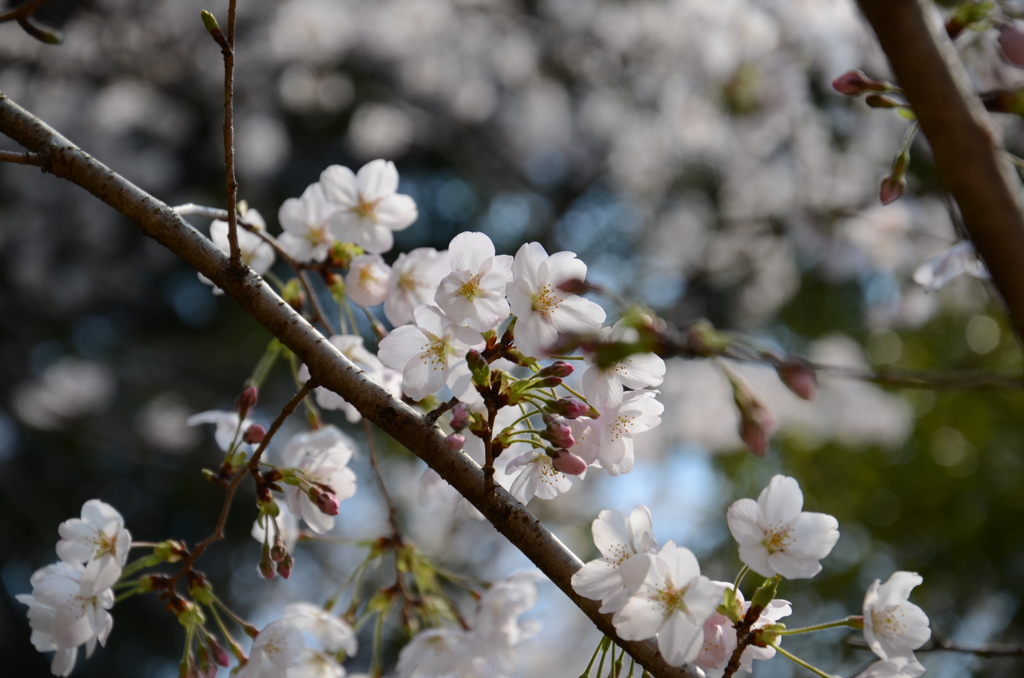 桜