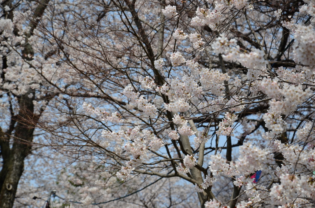 桜