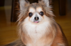 犬