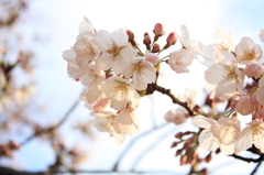 桜