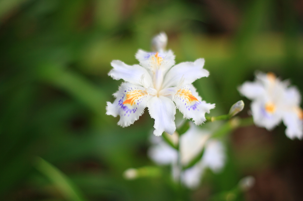 シャガの花