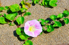 砂漠に咲く花