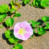 砂漠に咲く花