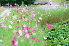 路傍の秋桜