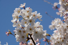 快晴に桜