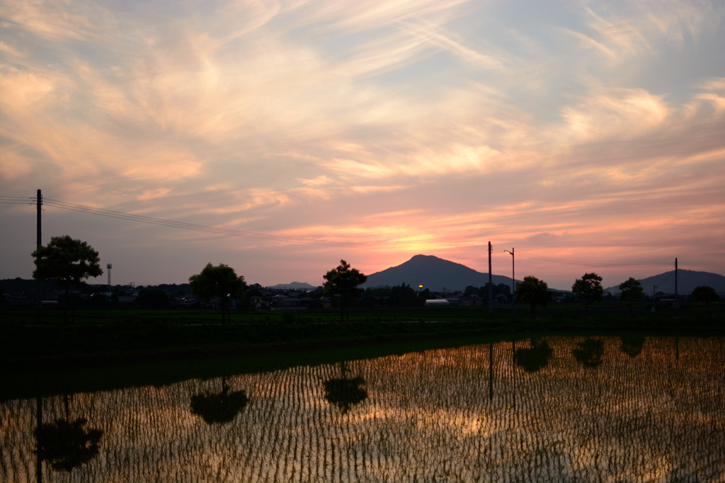 夕刻の水田