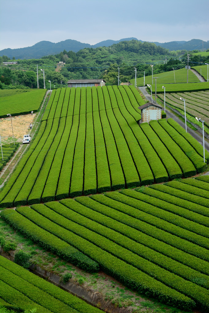 茶畑