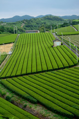 茶畑
